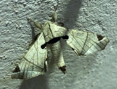 Apatelodes pandarioides