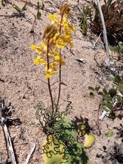 Bulbine torta
