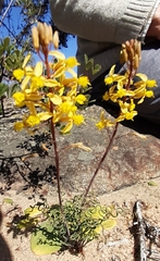 Bulbine torta