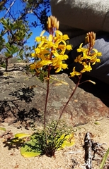Bulbine torta