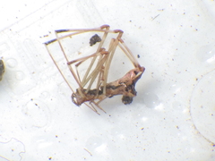 Argyrodes fissifrons