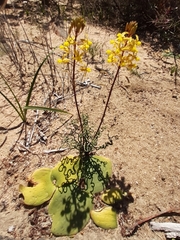 Bulbine torta