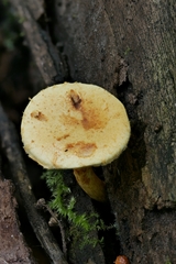 Pleuroflammula tuberculosa