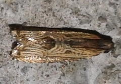 Tetramoera isogramma