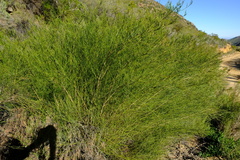 Psoralea glaucescens
