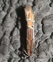 Labdia citracma