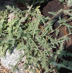 Verbascum pinnatifidum