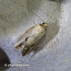 Strotihypera macroplaga