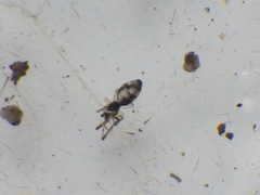 Argyrodes argentatus