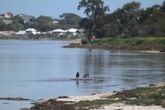 Haematopus longirostris