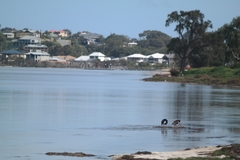 Haematopus longirostris