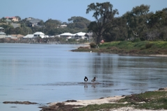 Haematopus longirostris