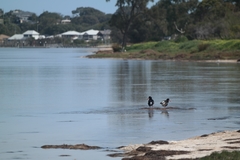 Haematopus longirostris
