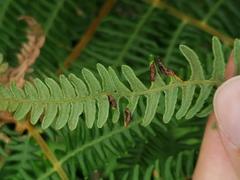 Dasineura pteridis