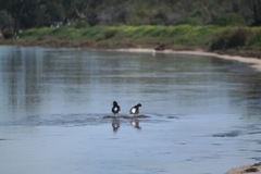 Haematopus longirostris