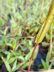Agriocnemis keralensis