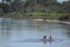 Haematopus longirostris