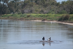 Haematopus longirostris