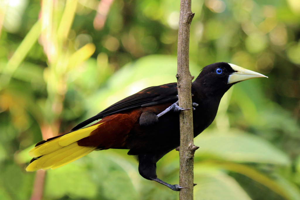 Crested Oropendola photo