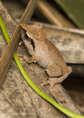 Pseudophilautus zorro