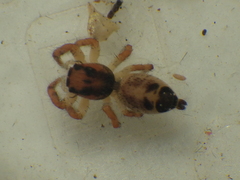 Hyllus diardi