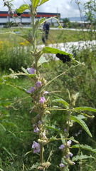 Calligrapha mexicana