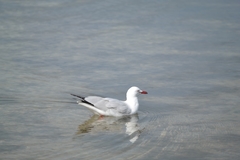 Chroicocephalus novaehollandiae