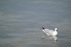 Chroicocephalus novaehollandiae