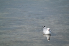 Chroicocephalus novaehollandiae