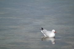 Chroicocephalus novaehollandiae