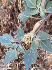 Datura wrightii