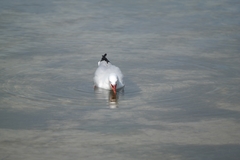 Chroicocephalus novaehollandiae