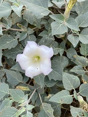 Datura wrightii