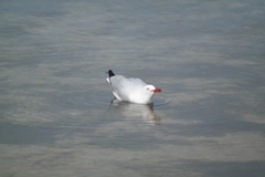 Chroicocephalus novaehollandiae