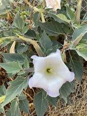 Datura wrightii