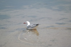 Chroicocephalus novaehollandiae