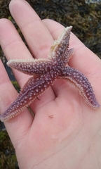 Asterias rubens