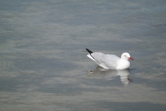 Chroicocephalus novaehollandiae