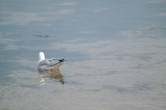 Chroicocephalus novaehollandiae