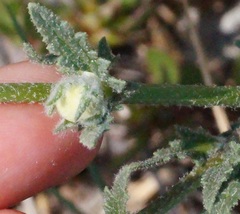 Verbascum pinnatifidum
