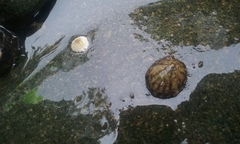 Testudinalia testudinalis