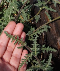 Verbascum pinnatifidum
