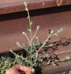 Verbascum pinnatifidum