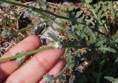 Verbascum pinnatifidum
