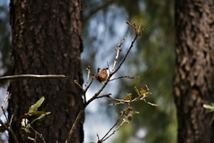 Troglodytes aedon brunneicollis
