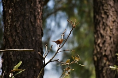 Troglodytes aedon brunneicollis
