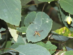 Xanthogramma flavipes
