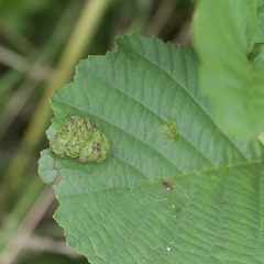 Taphrina tosquinetii