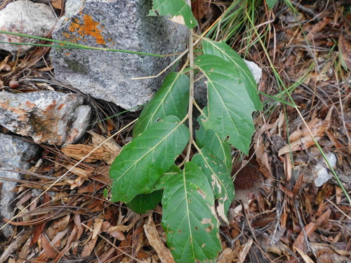 Quercus aerea