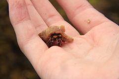 Pagurus acadianus